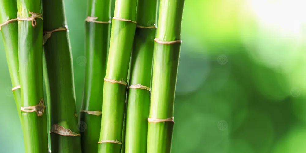 براعم البامبو قد تكون “السوبرفود” الجديد لصحة القلب والسكري   :اقرا المزيد من خلال موقع الطبي 